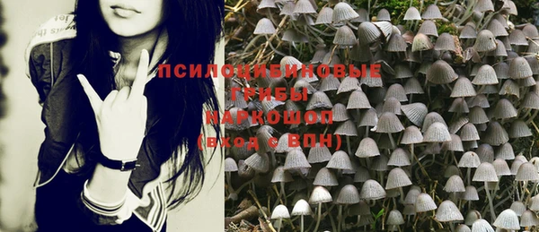 прущие грибы Алзамай